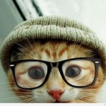 chat-bonnet-lunettes